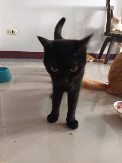 แมวดำเพศเมียเชื่องขี้เล่นน่ารักอายุ8เดือนยังไม่ได้ทำหมันต้องมีเวลาให้ท่ารักเจ้านายแล้วรักตลอด