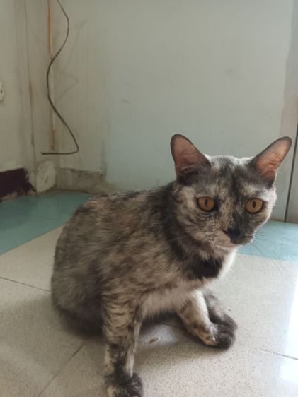 แมว3สีเชื่องมากอายุ2ปีนิสัยชอบให้เรารักท่ารักเจ้านายแล้วรักตลอดยังไม่ได้ทำหมัน