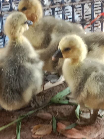 ลูกห่านหัวสิงโต