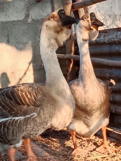 ลูกห่านหัวสิงโต รูปที่ 6