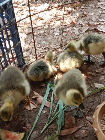 ลูกห่านหัวสิงโต รูปที่ 2