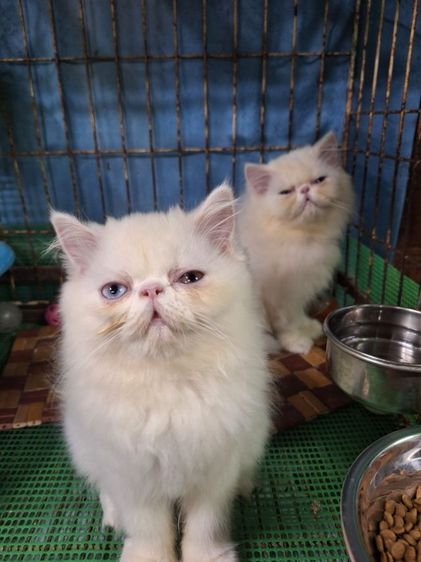 ลูกแมวเอ็กโชติกแแท้ ตาสองสี