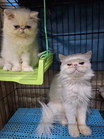 ลูกแมวเอ็กโชติกแแท้ ตาสองสี รูปที่ 4