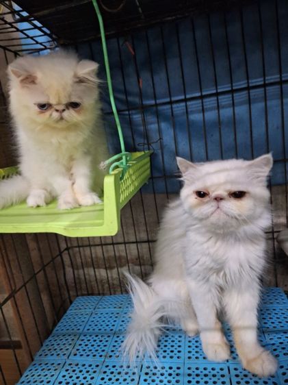 ลูกแมวเอ็กโชติกแแท้ ตาสองสี รูปที่ 7