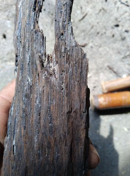 อื่นๆ ไม้กลายเป็นหิน