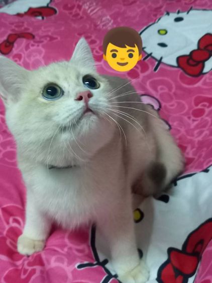 แมว รูปที่ 3