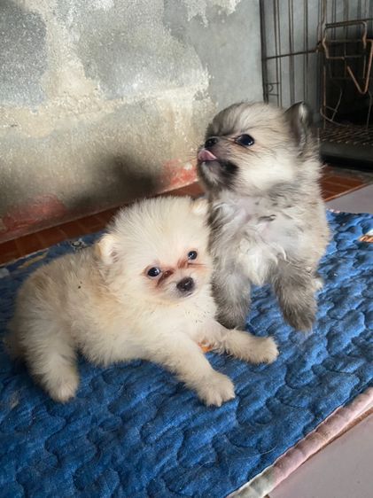 ปอมเมอเรเนี่ยน รูปที่ 2