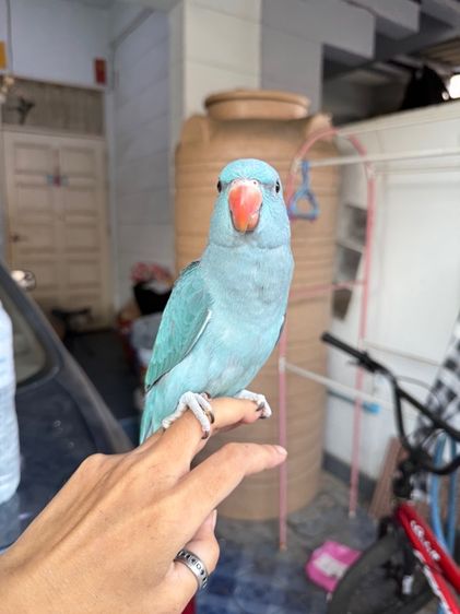 นกแก้วริงเน็ค รูปที่ 4