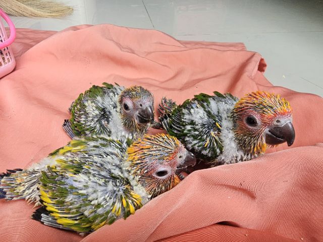 ซันคอนัวร์ ลูกป้อนซ้นคอนัวร์