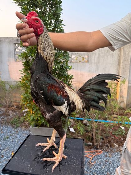 ไก่ชน รูปที่ 13