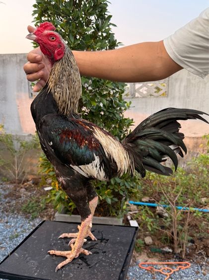 ไก่ชน รูปที่ 14