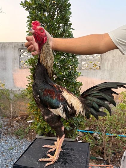 ไก่ชน รูปที่ 8