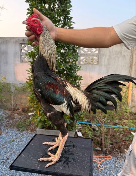 ไก่ชน รูปที่ 9