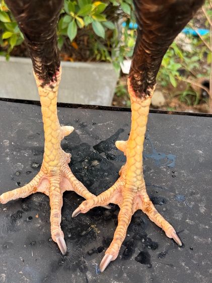 ไก่ชน รูปที่ 10