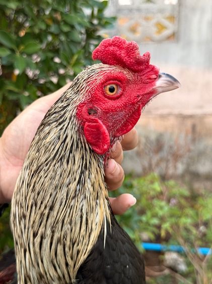 ไก่ชน รูปที่ 4
