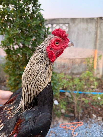 ไก่ชน รูปที่ 5