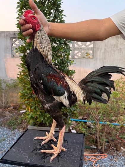 ไก่ชน รูปที่ 12