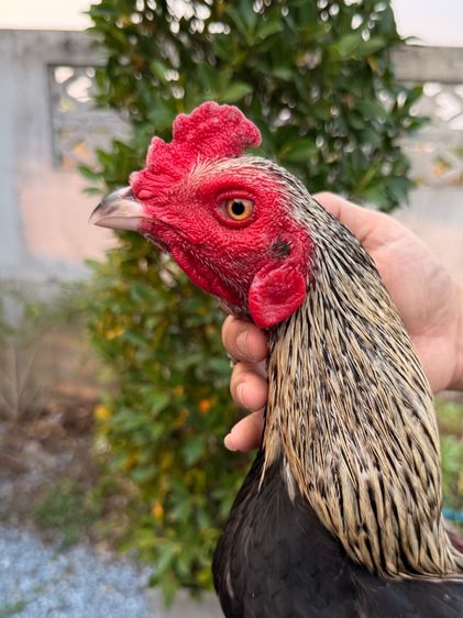 ไก่ชน รูปที่ 7