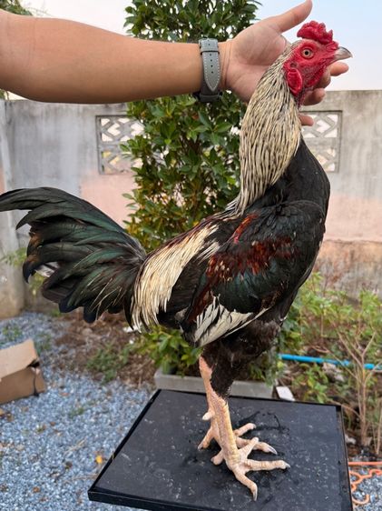 ไก่ชน รูปที่ 18