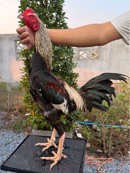 ไก่ชน รูปที่ 15