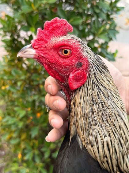 ไก่ชน รูปที่ 6