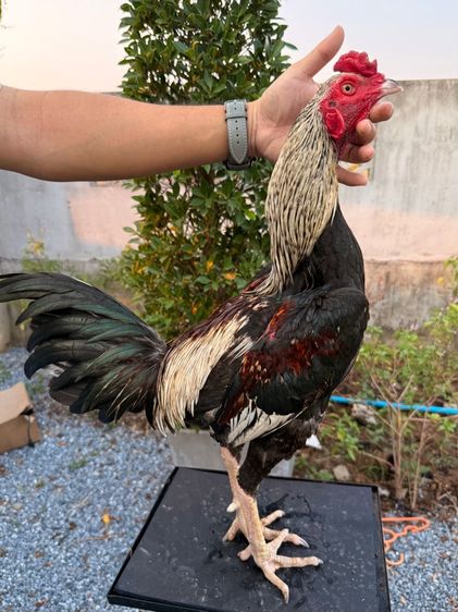 ไก่ชน รูปที่ 3