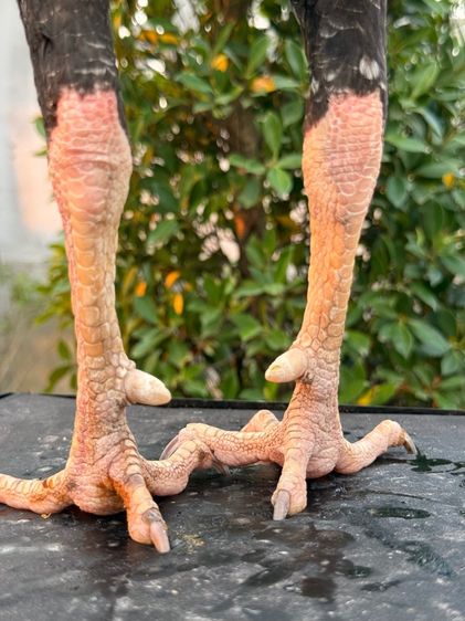 ไก่ชน รูปที่ 16