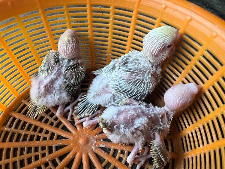 หงส์หยกฟอลโล่ รูปที่ 3