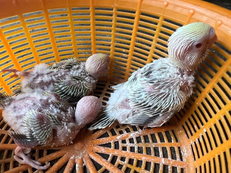 หงส์หยกฟอลโล่ รูปที่ 4