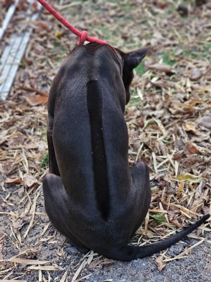 ตัวสุดท้าย ลูกสุนัขไทยหลังอานแท้ เพศเมีย สายเลือดดี รูปที่ 2