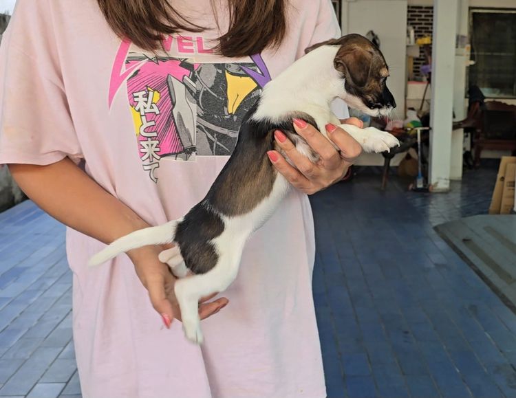 ลูกสุนัขแจ็ค รัสเซลล์ เพศเมีย สายพันธุ์แท้ ร่าเริง ฉลาด เลี้ยงง่าย จาก kankarnclub มีจัดส่งทั่วประเทศ(กันย์เจ้าเก่าครับ) รูปที่ 3