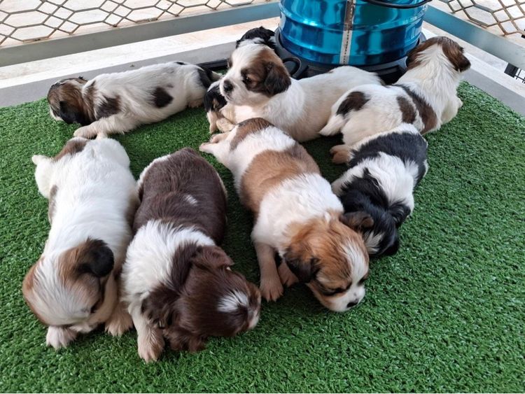 ชิสุผสมชิวาว่า รูปที่ 2