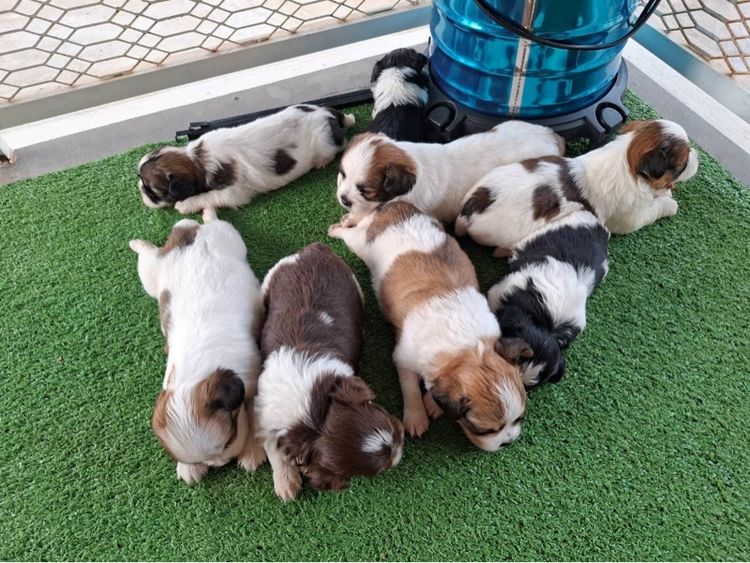 ชิสุผสมชิวาว่า รูปที่ 3