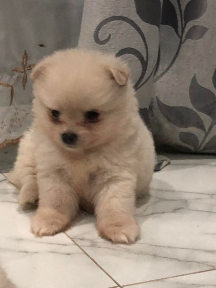 ปอมปอม