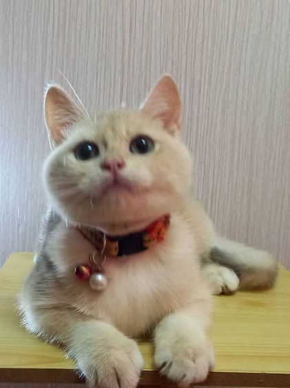 แมวบริติช รูปที่ 5