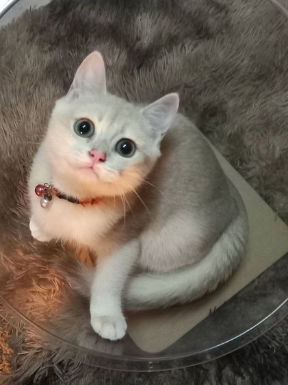 บริติช ชอร์ตแฮร์ (British Shorthair) แมวบริติช