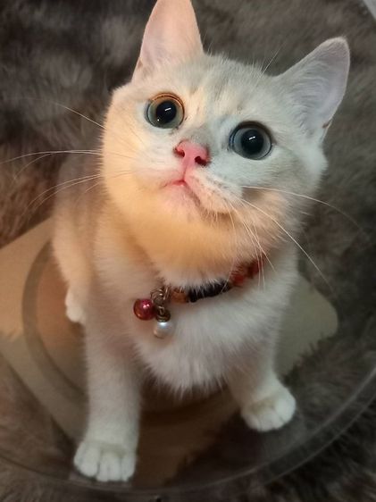 แมวบริติช รูปที่ 4