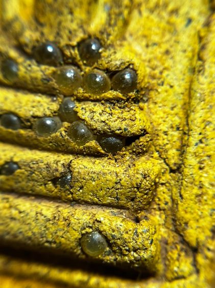 พระสมเด็จพิมพ์ปกโพธิ์อกครุฑหลังเขียนอักษรมงคลทรัพย์แสนล้าน รูปที่ 9