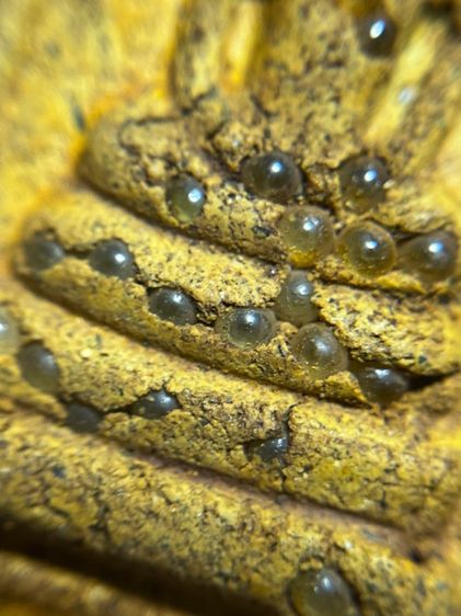 พระสมเด็จพิมพ์ปกโพธิ์อกครุฑหลังเขียนอักษรมงคลทรัพย์แสนล้าน รูปที่ 12