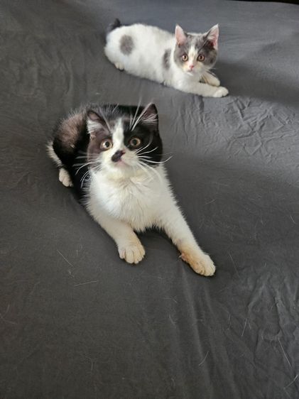 แมว บริติช ดช1ดญ1 3เดือนพร้อมย้าย รูปที่ 4