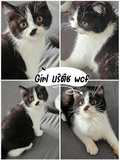 แมว บริติช ดช1ดญ1 3เดือนพร้อมย้าย รูปที่ 3