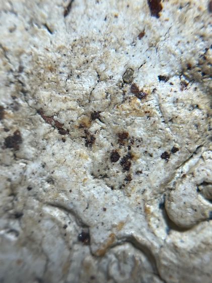 สมเด็จวัดระฆังพิมพ์ใหญ่สังฆาฏิเล็กหลังพ.ศ.2404 รูปที่ 14