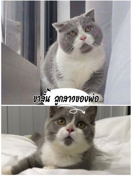 สาวน้อยมัชกิ้นขาสั้น3เดือน รูปที่ 4