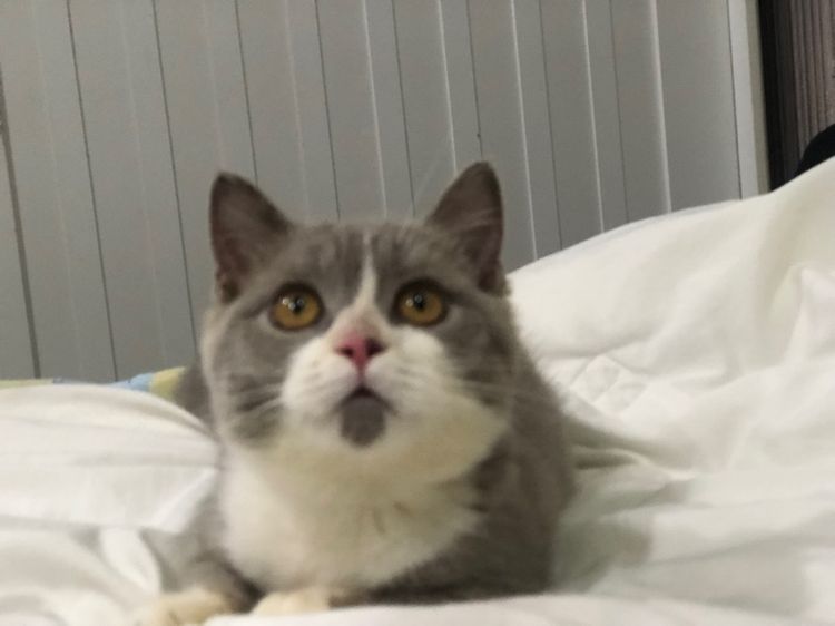 สาวน้อยมัชกิ้นขาสั้น3เดือน รูปที่ 3