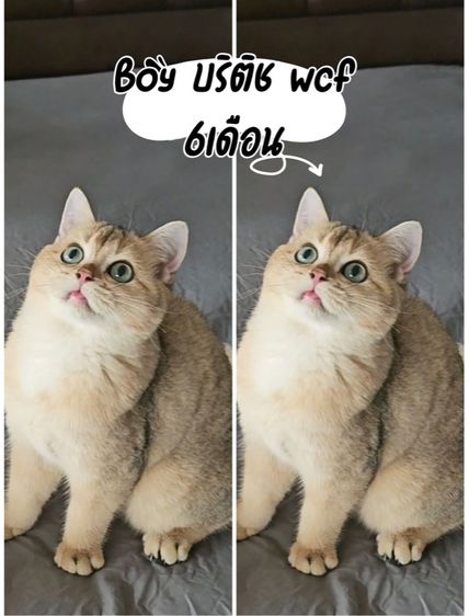 แมวบริติชny11ดช6เดือน