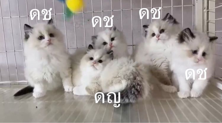 แมวแร็กดอล คุณหนูไฮโซ