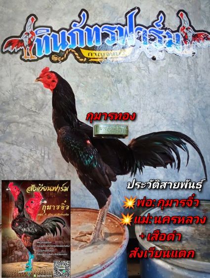 หลานกุมารจีน รูปที่ 3