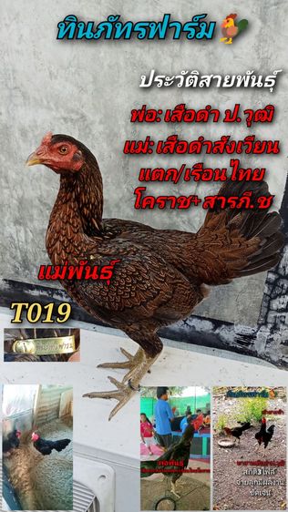 หลานกุมารจีน รูปที่ 4