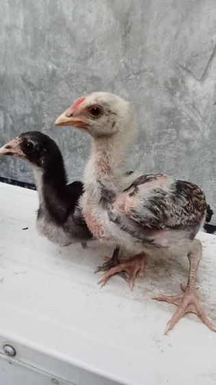 หลานกุมารจีน