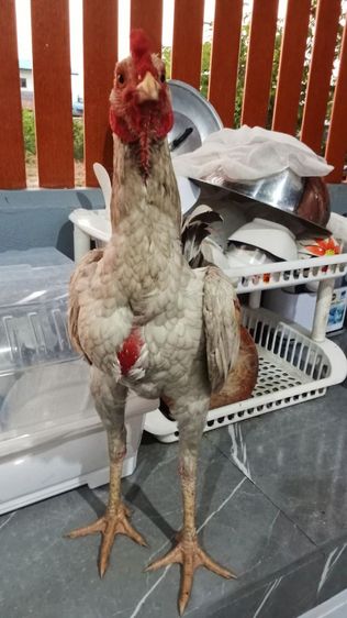 หลานมาหานคร รูปที่ 4